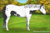 Horse Color:Black Splash Tobiano 