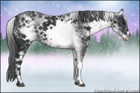 Horse Color:White Spotted Black