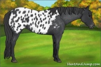 Horse Color:Blue Roan Near Leopard 