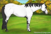 Horse Color:Blue Roan Near Fewspot