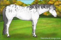 Horse Color:White Spotted Blue Roan Blanket Rabicano 