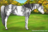 Horse Color:White Spotted Blue Roan Appaloosa 