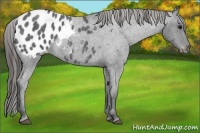 Horse Color:Blue Roan Appaloosa 