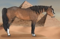Horse Color:Buckskin Sabino