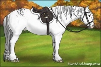 Horse Color:White Spotted Brown 