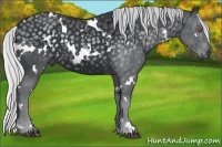 Horse Color:White Spotted Silver Black Chinchilla 