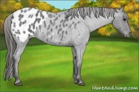 Horse Color:Blue Roan Appaloosa 