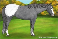 Horse Color:Blue Roan Splash Appaloosa 