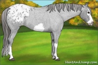 Horse Color:Blue Roan Splash Frame Appaloosa 