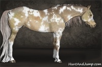 Horse Color:White Spotted Chocolate Palomino 