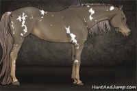 Horse Color:White Spotted Chocolate Palomino