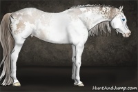 Horse Color:White Spotted Liver Chestnut Splash Rabicano 