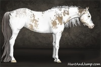 Horse Color:White Spotted Liver Red Dun Rabicano