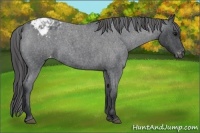 Horse Color:Blue Roan Appaloosa