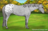Horse Color:Blue Roan Appaloosa 