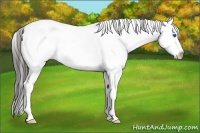Horse Color:White Spotted Blue Roan Splash Appaloosa