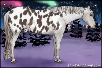 Horse Color:Liver Red Roan Appaloosa 
