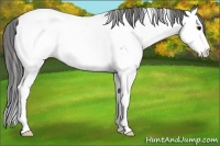 Horse Color:Blue Roan Splash Appaloosa 