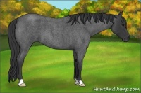Horse Color:Blue Roan