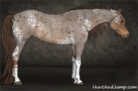 Horse Color:White Spotted Liver Red Roan Rabicano