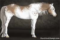 Horse Color:White Spotted Chocolate Palomino 