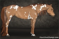 Horse Color:White Spotted Chestnut