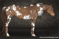 Horse Color:White Spotted Liver Chestnut 