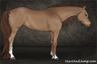 Horse Color:Liver Chestnut Sabino