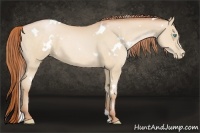 Horse Color:White Spotted Buckskin Pearl 