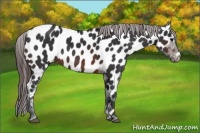 Horse Color:Brown Near Leopard 