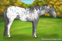 Horse Color:White Spotted Black Appaloosa Rabicano 