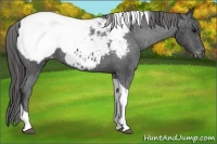 Horse Color:Black Tobiano Snowcap