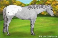 Horse Color:Black Appaloosa