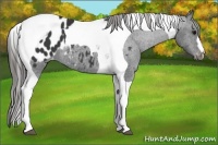 Horse Color:Black Tobiano Appaloosa 