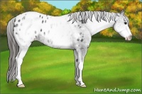 Horse Color:White Spotted Black Blanket 