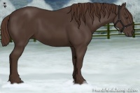 Horse Color:Liver Chestnut 