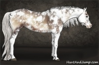 Horse Color:Silver Blue Onyx Sabino