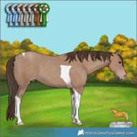 Horse Color:Classic Champagne Tobiano 