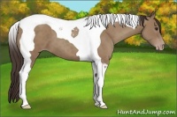 Horse Color:Classic Champagne Tobiano 