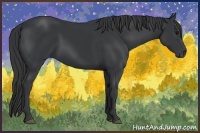 Horse Color:Black 