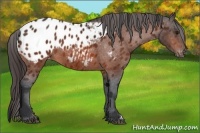 Horse Color:Bay Appaloosa 