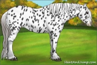 Horse Color:Black Appaloosa