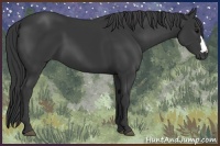 Horse Color:Black 
