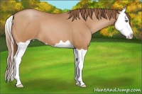 Horse Color:Bay Pearl Splash