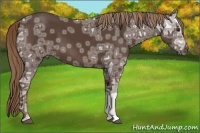 Horse Color:Liver Chestnut Ice 