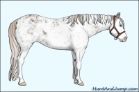Horse Color:Silver Black Sabino Splash Rabicano