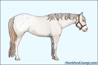 Horse Color:Smoky Black Pearl Appaloosa Rabicano