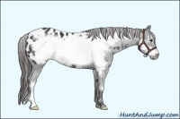 Horse Color:Black Frame Appaloosa Rabicano 