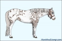 Horse Color:White Spotted Silver Black Splash Frame Appaloosa