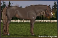 Horse Color:Liver Chestnut 
